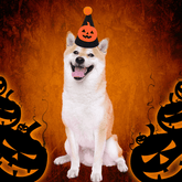 Pikapet Halloween Dog Hat