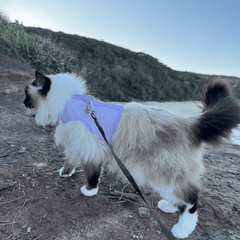 Cat Harness Australia Catventure - Escape Proof Cat Harness - Lilac