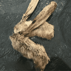 DOBIDO Freeze Dried Rabbit Feet Dog Cat Treats 80g