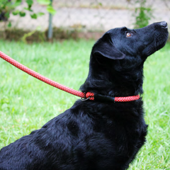 KONG Slip Rope Black Leashes