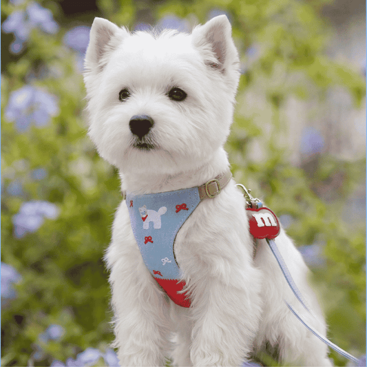 MIAO Orchard Denim Harness & Leash Set