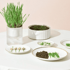 Michu All-in-One Soil-Free Cat Grass Grow Kit