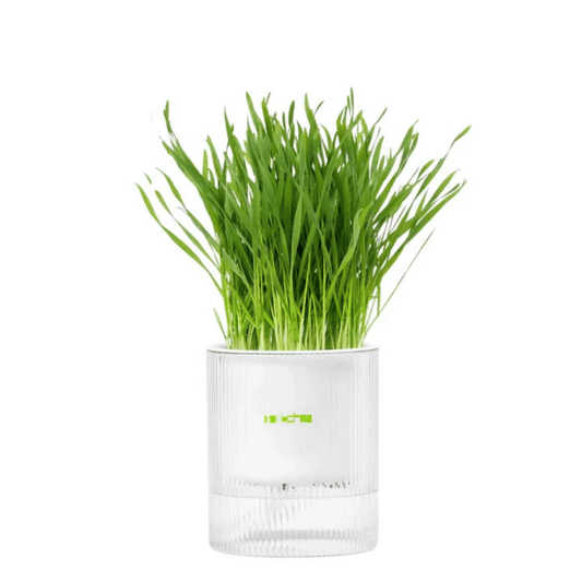 Michu All-in-One Soil-Free Cat Grass Grow Kit