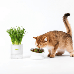 Michu All-in-One Soil-Free Cat Grass Grow Kit