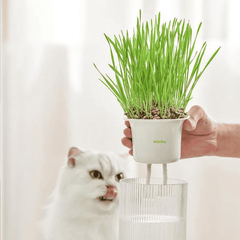 Michu All-in-One Soil-Free Cat Grass Grow Kit