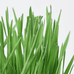 Michu All-in-One Soil-Free Cat Grass Grow Kit