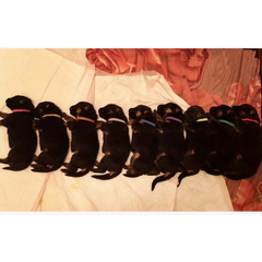 Pikapet New-born Pet ID Collar