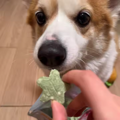 RANOVA Dental Star Freeze Dried Dog Teeth Cleaning Treats 45g