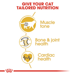 Royal Canin British Shorthair Adult Dry Cat Food