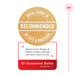 Royal Canin Kitten Wet Food in Jelly