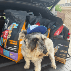 Talentail Premium Summer Pet Cap