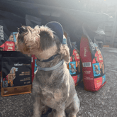 Talentail Premium Summer Pet Cap