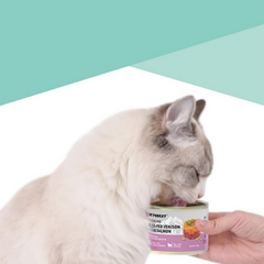 CAT FOREST NZ Premium Cat Wet Food 180g