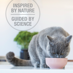 Feline Natural Lamb & King Salmon Feast Freeze-Dried Cat Food