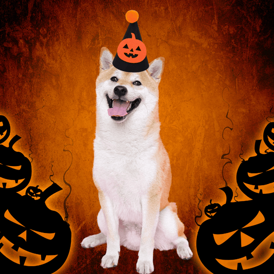 Pikapet Halloween Dog Hat