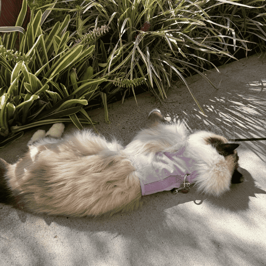 Cat Harness Australia Catventure - Escape Proof Cat Harness - Lilac