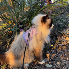 Cat Harness Australia Catventure - Escape Proof Cat Harness - Lilac