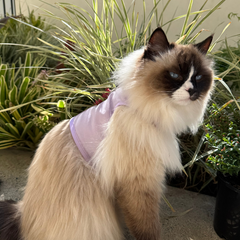 Cat Harness Australia Catventure - Escape Proof Cat Harness - Lilac