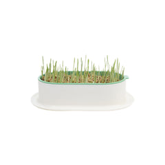 ZODIAC Soilless Wheatgrass Growing Kit – Yellow