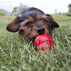 KONG Classic Red  Dog Toy