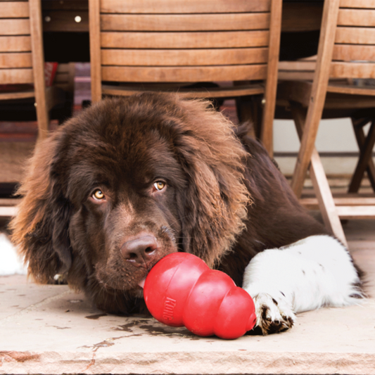 KONG Classic Red Dog Toy