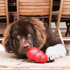 KONG Classic Red  Dog Toy