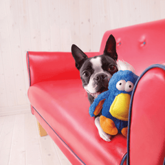 KONG Dodo Birds Dog Toy Assorted Color