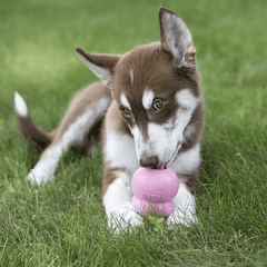 KONG Easy Treat 幼犬专用止痒膏