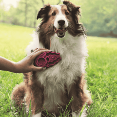 KONG Zoom Groom Boysenberry Rubber Brush for Dogs