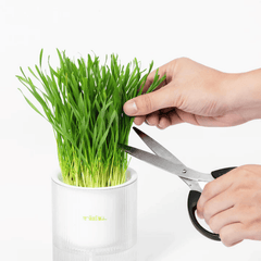 Michu All-in-One Soil-Free Cat Grass Grow Kit