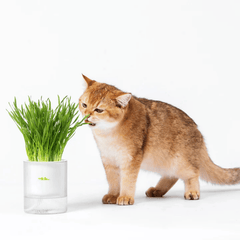 Michu All-in-One Soil-Free Cat Grass Grow Kit