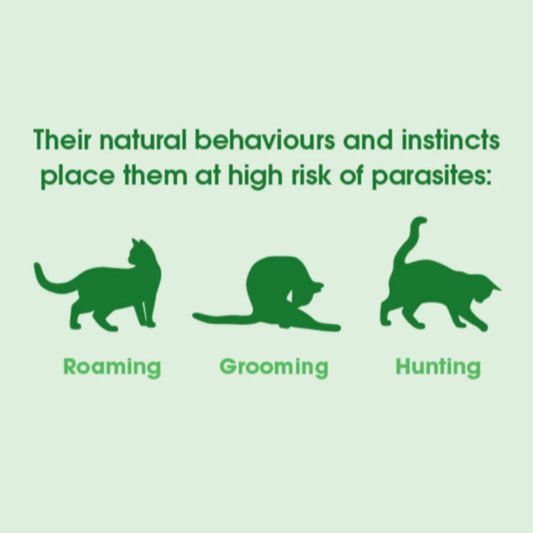 NexGard Spectra 2.5 - 7.5kg Cat Flea Tick & Worm Spot-On