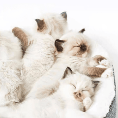 PETKIT Deep Sleep Cat Bed – Pink