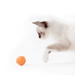 PETKIT FUN CAT 4 in 1 Scratcher Playground