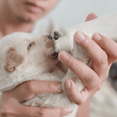 Pikapet Nursing Kit Set