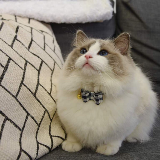 Rosewood Blue Gingham Bow-Tie Cat Collar