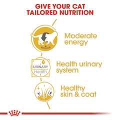 Royal Canin British Shorthair Cat Wet Food 12 x 85g