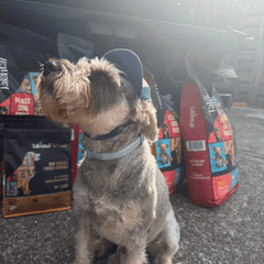 Talentail Premium Summer Pet Cap