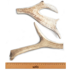 WAG Antler Whole Large Dog Treat