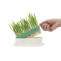 ZODIAC Soilless Wheatgrass Growing Kit – Yellow