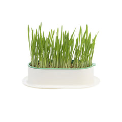 ZODIAC Soilless Wheatgrass Growing Kit – Yellow